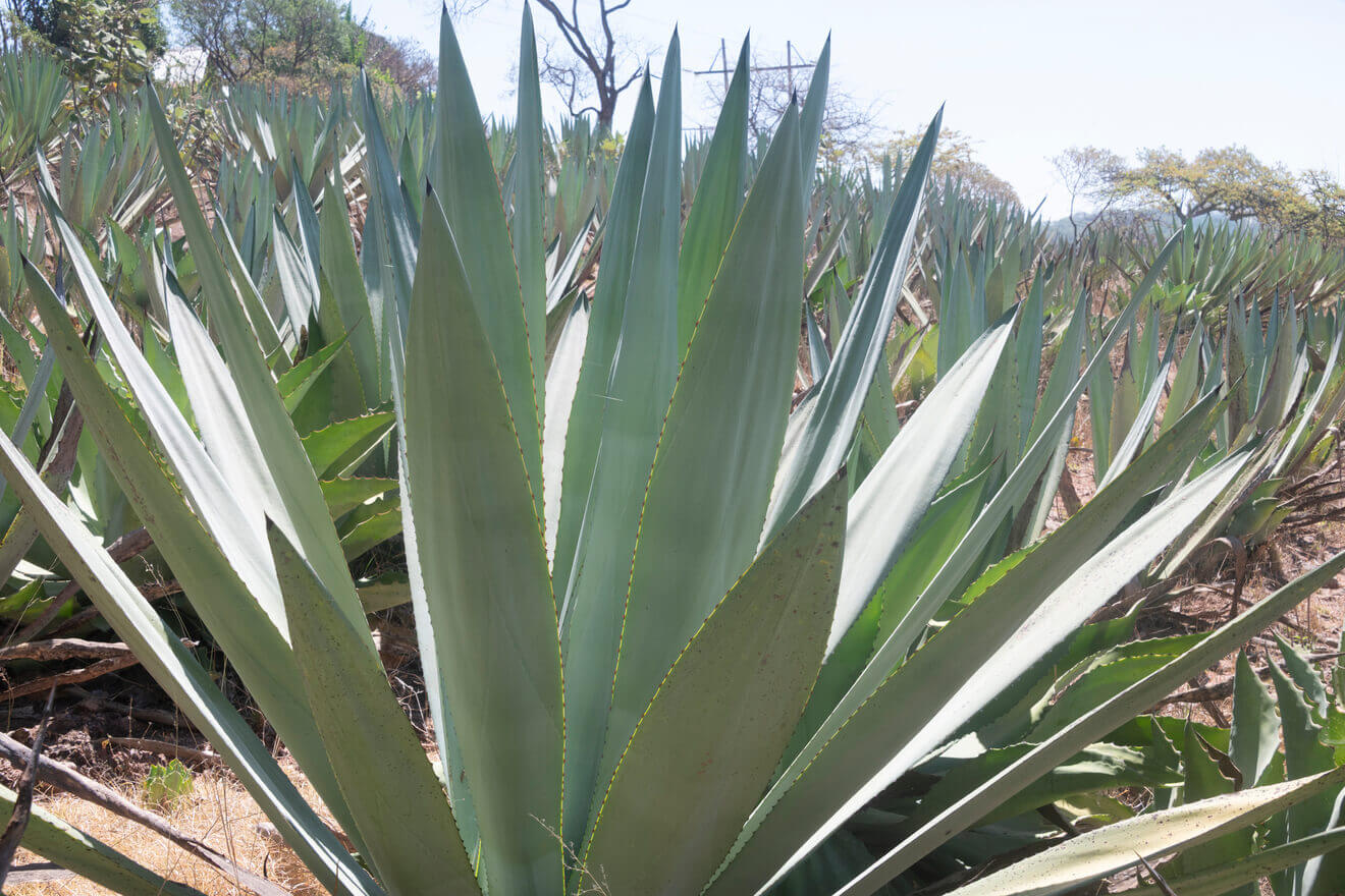 Degustación de Mezcal imagen 8