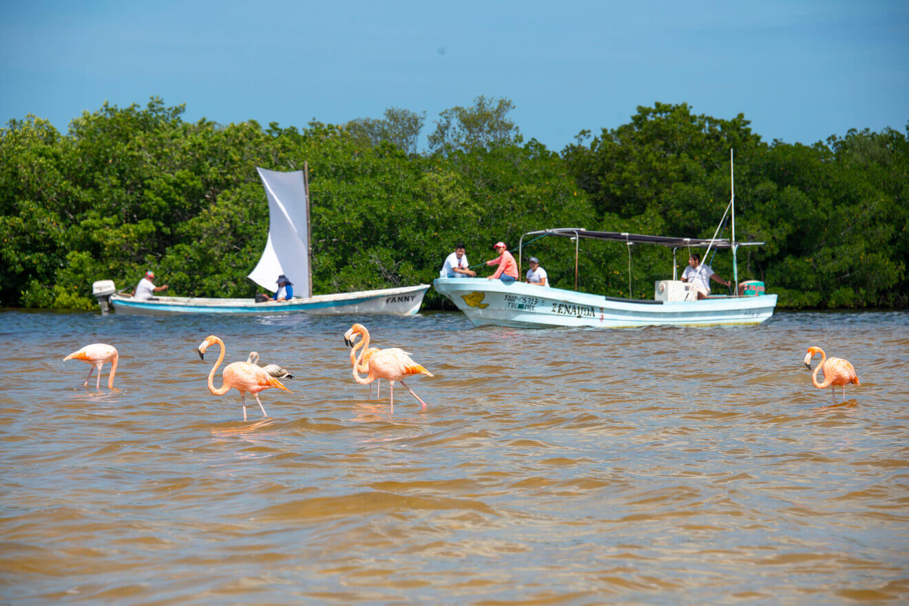 Tour a Río Lagartos desde Valladolid imagen 17