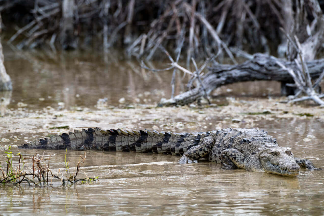 Tour a Río Lagartos desde Valladolid imagen 21