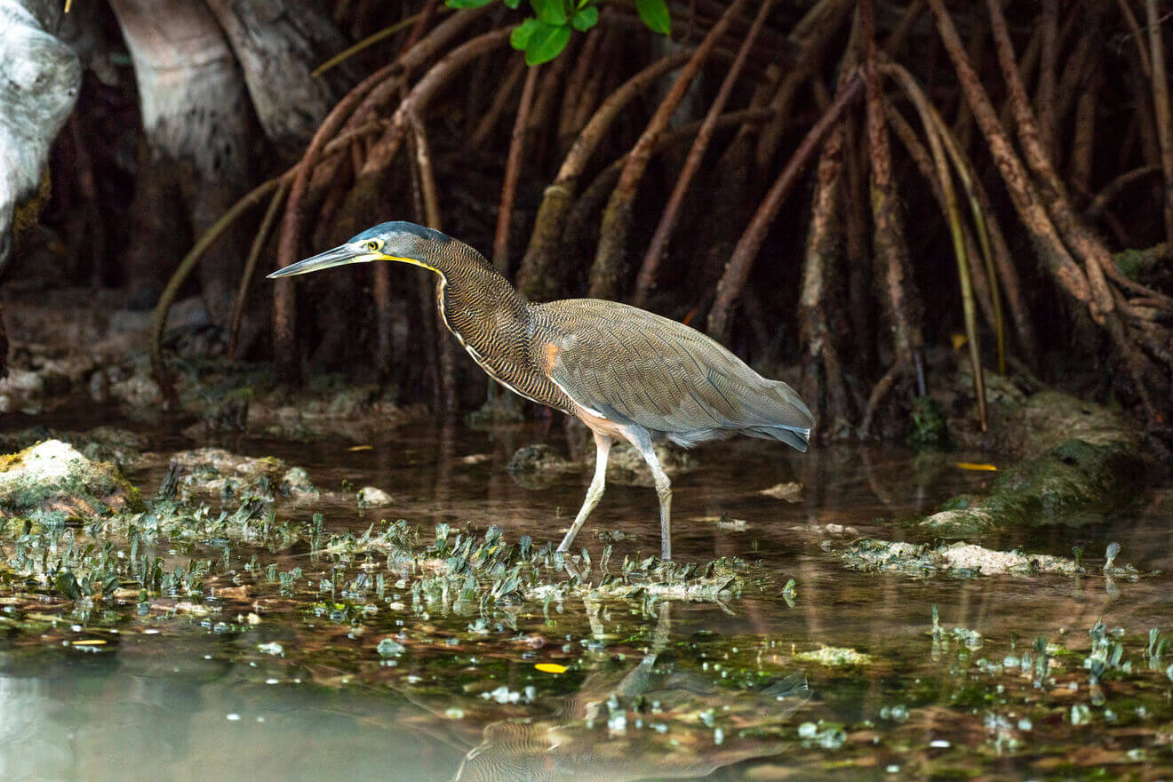 Tour a Río Lagartos desde Valladolid